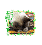 まろんちゃんとくるみちゃんと琥珀ちゃん（個別スタンプ：12）