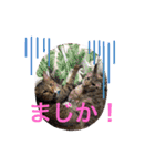 まろんちゃんとくるみちゃんと琥珀ちゃん（個別スタンプ：14）