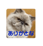 ハクさんスタンプ___2（個別スタンプ：1）