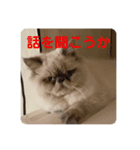ハクさんスタンプ___2（個別スタンプ：3）