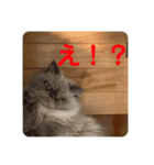 ハクさんスタンプ___2（個別スタンプ：4）