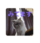 ハクさんスタンプ___2（個別スタンプ：7）