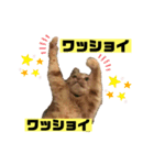 茶虎猫のニャン神タイガース 猫応援Ver.（個別スタンプ：1）