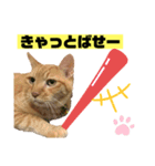 茶虎猫のニャン神タイガース 猫応援Ver.（個別スタンプ：4）