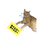 茶虎猫のニャン神タイガース 猫応援Ver.（個別スタンプ：6）