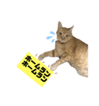 茶虎猫のニャン神タイガース 猫応援Ver.（個別スタンプ：7）