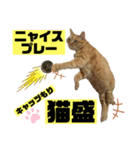 茶虎猫のニャン神タイガース 猫応援Ver.（個別スタンプ：8）