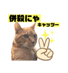 茶虎猫のニャン神タイガース 猫応援Ver.（個別スタンプ：9）