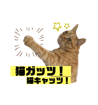 茶虎猫のニャン神タイガース 猫応援Ver.（個別スタンプ：10）