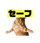 茶虎猫のニャン神タイガース 猫応援Ver.（個別スタンプ：12）