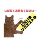 茶虎猫のニャン神タイガース 猫応援Ver.（個別スタンプ：13）