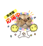 茶虎猫のニャン神タイガース 猫応援Ver.（個別スタンプ：14）