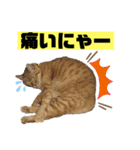 茶虎猫のニャン神タイガース 猫応援Ver.（個別スタンプ：16）