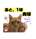 茶虎猫のニャン神タイガース 猫応援Ver.（個別スタンプ：17）