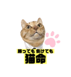 茶虎猫のニャン神タイガース 猫応援Ver.（個別スタンプ：18）