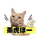 茶虎猫のニャン神タイガース 猫応援Ver.（個別スタンプ：19）