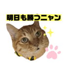 茶虎猫のニャン神タイガース 猫応援Ver.（個別スタンプ：20）