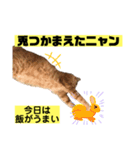 茶虎猫のニャン神タイガース 猫応援Ver.（個別スタンプ：21）
