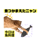 茶虎猫のニャン神タイガース 猫応援Ver.（個別スタンプ：23）