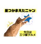 茶虎猫のニャン神タイガース 猫応援Ver.（個別スタンプ：24）