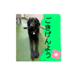 花の木チェイス黒いわんちゃん（個別スタンプ：4）