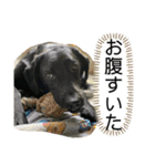 花の木チェイス黒いわんちゃん（個別スタンプ：13）