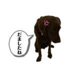 花の木チェイス黒いわんちゃん（個別スタンプ：16）