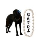 花の木チェイス黒いわんちゃん（個別スタンプ：17）