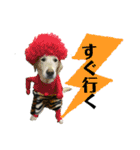 花の木チェイス黒いわんちゃん（個別スタンプ：22）