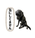 花の木チェイス黒いわんちゃん（個別スタンプ：23）