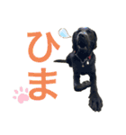 花の木チェイス黒いわんちゃん（個別スタンプ：31）