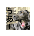 花の木チェイス黒いわんちゃん（個別スタンプ：34）