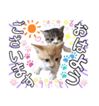 ねねこ猫・仔猫（個別スタンプ：1）