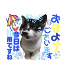 ねねこ猫・仔猫（個別スタンプ：2）