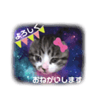 ねねこ猫・仔猫（個別スタンプ：3）