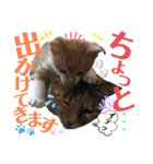 ねねこ猫・仔猫（個別スタンプ：4）