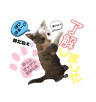 ねねこ猫・仔猫（個別スタンプ：5）