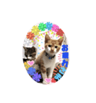 ねねこ猫・仔猫（個別スタンプ：6）