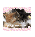 ねねこ猫・仔猫（個別スタンプ：7）
