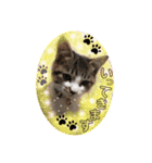 ねねこ猫・仔猫（個別スタンプ：8）