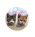 ねねこ猫・仔猫（個別スタンプ：9）