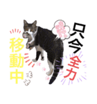 ねねこ猫・仔猫（個別スタンプ：10）