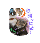 ねねこ猫・仔猫（個別スタンプ：11）