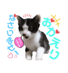 ねねこ猫・仔猫（個別スタンプ：12）