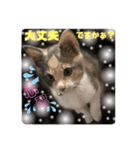 ねねこ猫・仔猫（個別スタンプ：13）