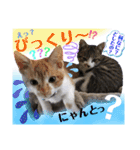 ねねこ猫・仔猫（個別スタンプ：14）
