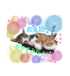 ねねこ猫・仔猫（個別スタンプ：16）