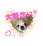 ラブペキニーズ2（個別スタンプ：1）
