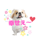 ラブペキニーズ2（個別スタンプ：2）