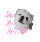 ラブペキニーズ2（個別スタンプ：3）